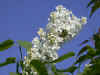 1162b.jpg (75339 byte)