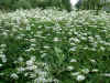 1437.jpg (208695 byte)