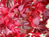2322a.jpg (133257 byte)